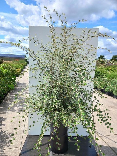 Cotoneaster franchetii