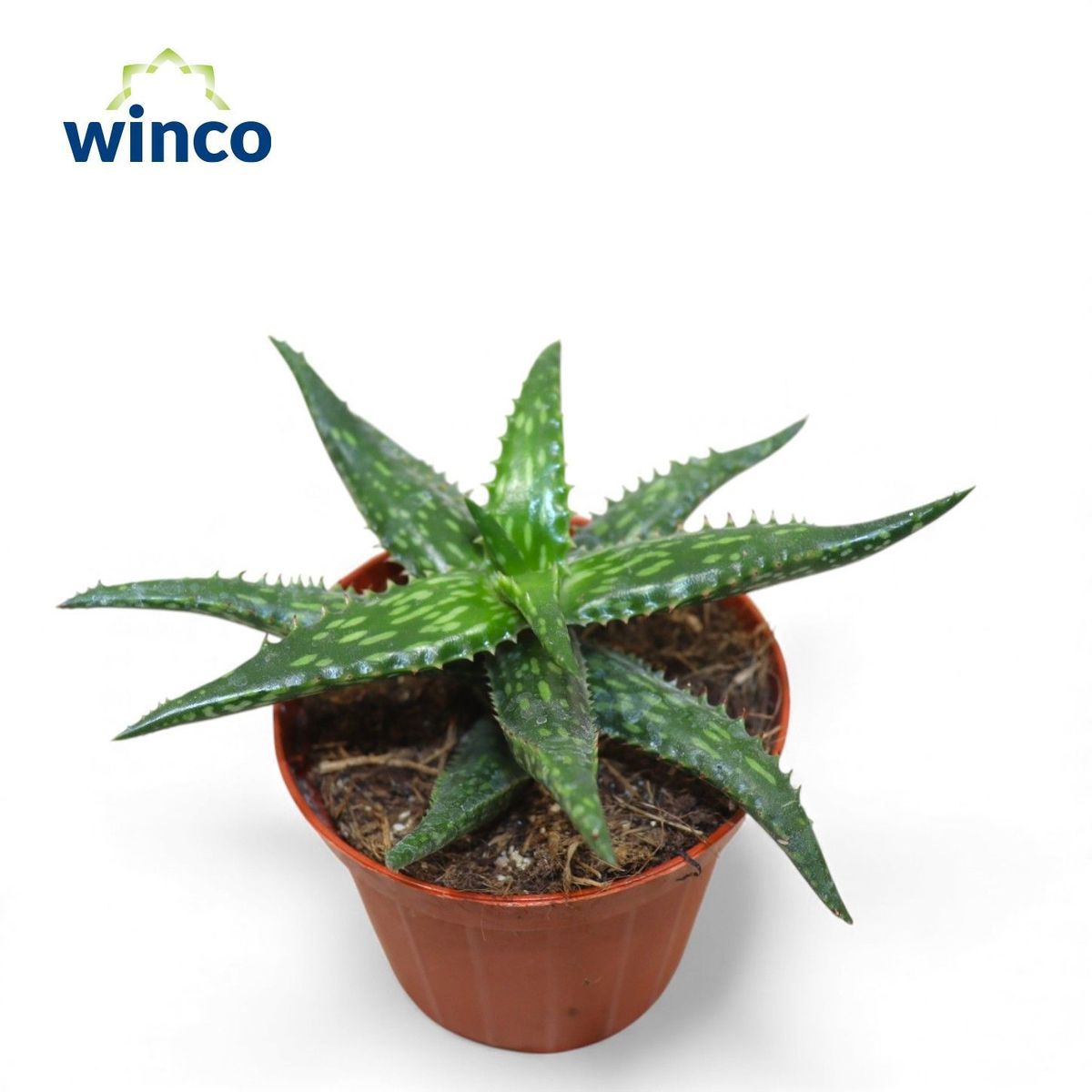 Aloe jucunda  Pflanzengrohandel FlorAccess