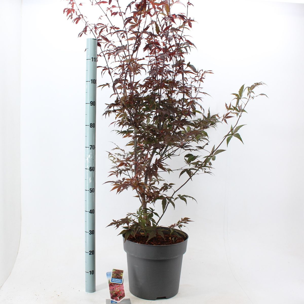 Acer palmatum 'Atropurpureum' — Plant Wholesale FlorAccess