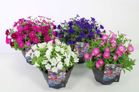 Petunia PICOBELLA MIX