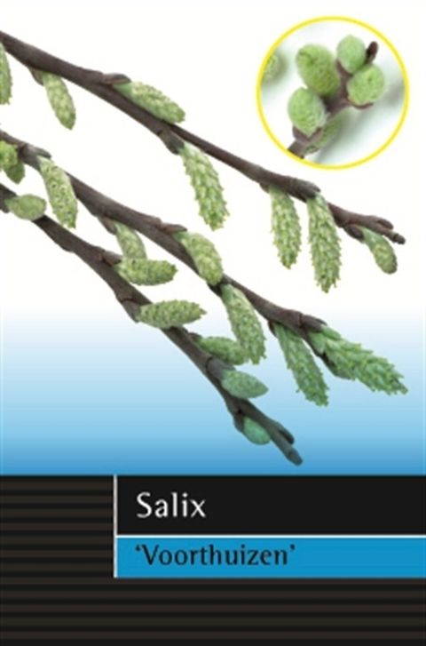 Salix repens 'Voorthuizen'