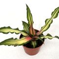 Cryptanthus 'Ti'