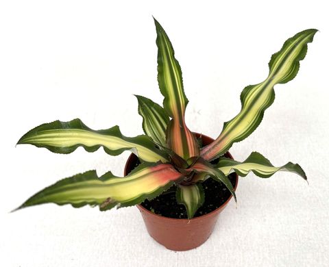Cryptanthus 'Ti'