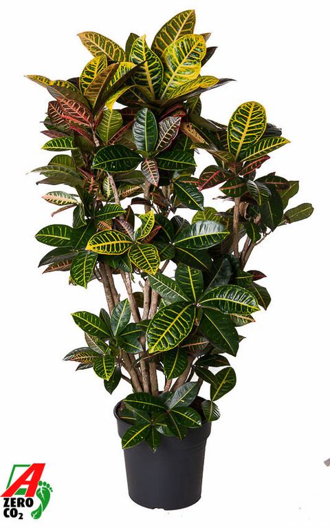 Codiaeum variegatum 'Petra'