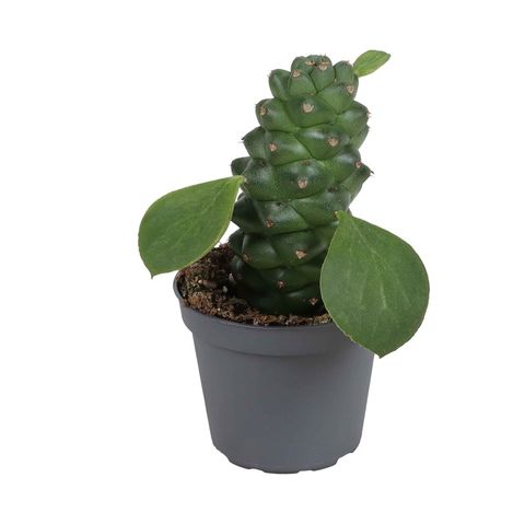 Euphorbia ritchiei