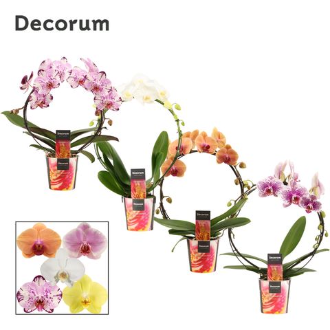 Phalaenopsis MIX