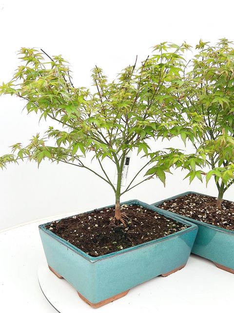 Acer palmatum 'Little Princess'