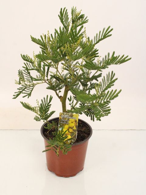 Acacia dealbata