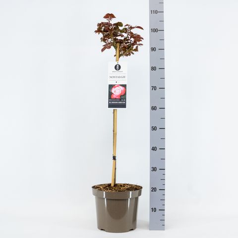 Rosa NOSTALGIE