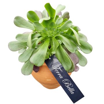 Aeonium arboreum 'Velours'