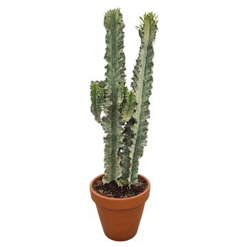 Euphorbia erythraea 'Variegata'