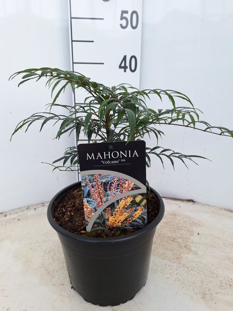 Mahonia VOLCANO