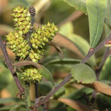 Myrica gale