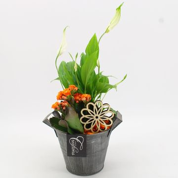 Ετοιμασίες Houseplants