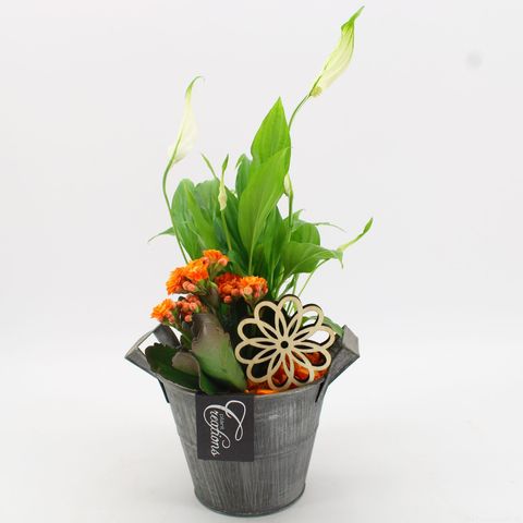 Arrangemang Krukväxter