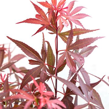 Acer palmatum MIX