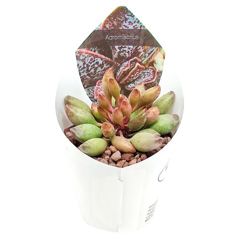 Adromischus cristatus clavifolius