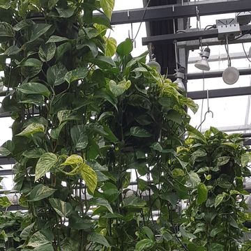 Epipremnum pinnatum 'Marble Queen'