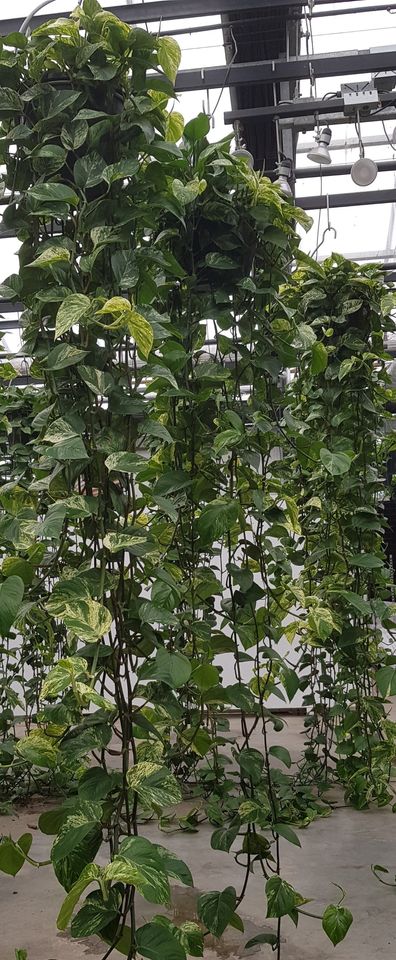 Epipremnum pinnatum 'Marble Queen'