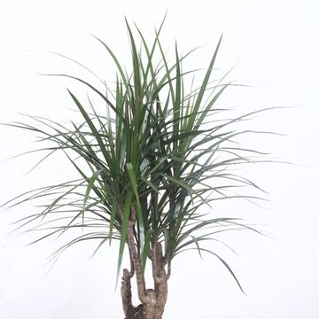 Dracaena marginata