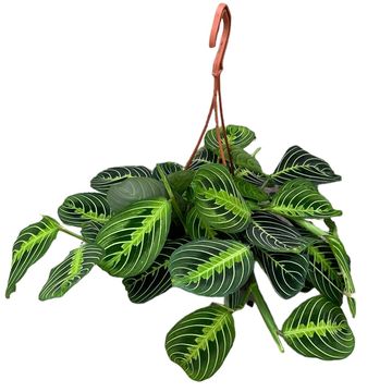 Maranta leuconeura 'Lemon Lime'