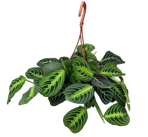 Maranta leuconeura 'Lemon Lime'