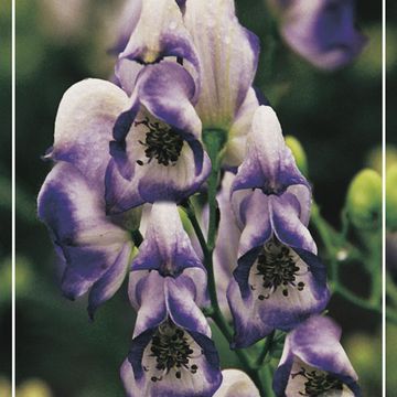 Aconitum x cammarum 'Bicolor'