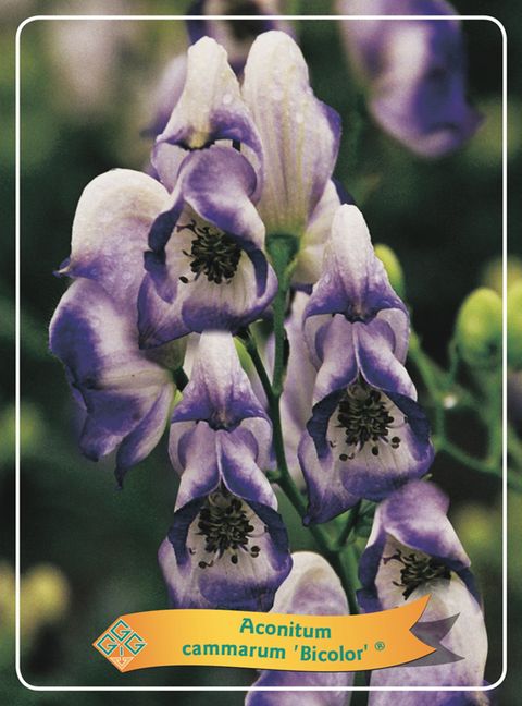 Aconitum x cammarum 'Bicolor'