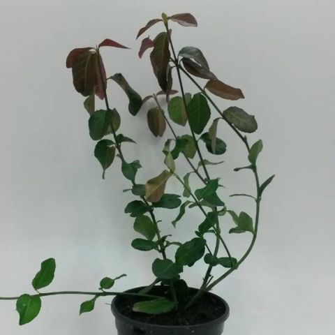 Euonymus fortunei 'Coloratus' — Pflanzengroßhandel FlorAccess