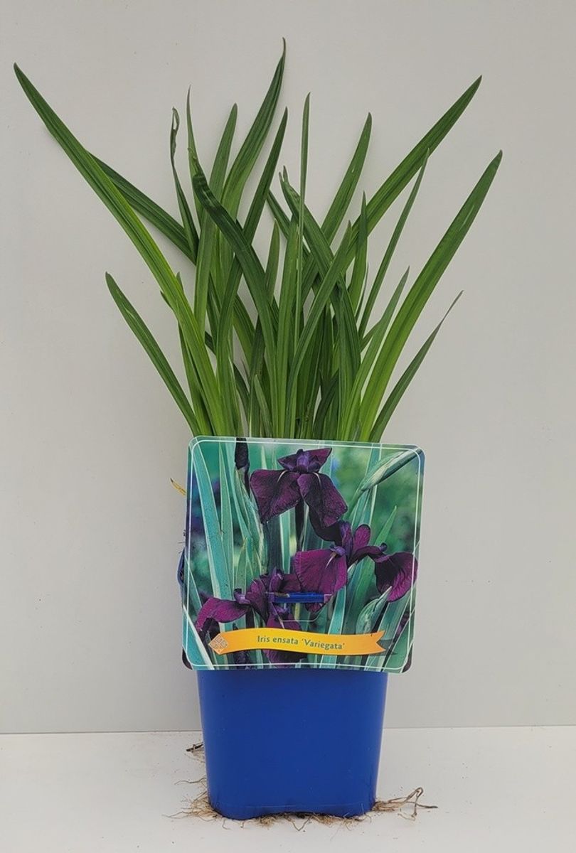 Iris ensata 'Variegata'  Plant Wholesale FlorAccess