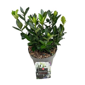 Euonymus japonicus EXTRAVAGANZA