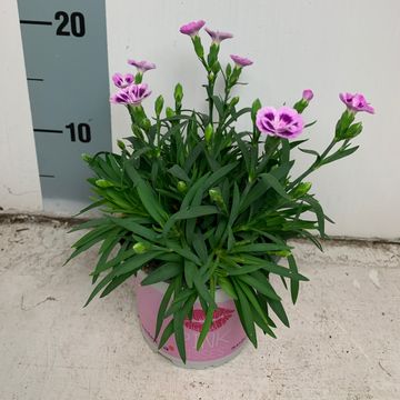 Dianthus PINK KISSES