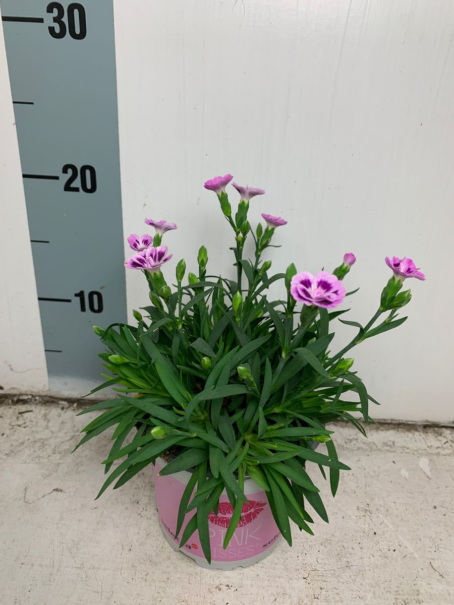 Dianthus PINK KISSES — Plant Wholesale FlorAccess