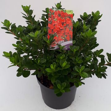 Rhododendron 'Moederkensdag' (AJ)