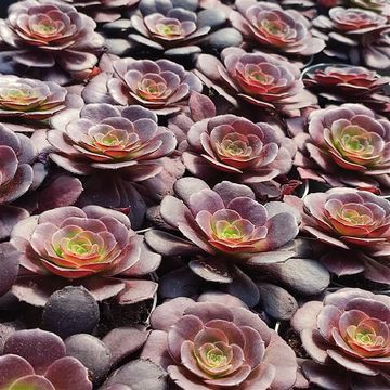 Aeonium arboreum 'Atropurpureum'