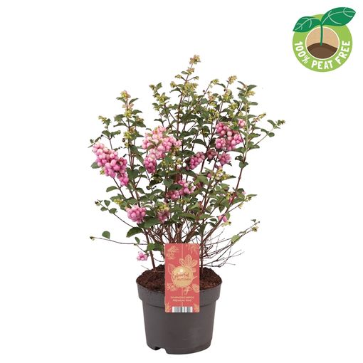 Symphoricarpos MAGICAL PREMIUM PINK