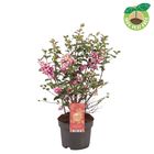 Symphoricarpos MAGICAL PREMIUM PINK