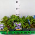 Geranium ROZANNE