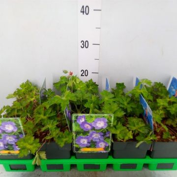 Geranium ROZANNE