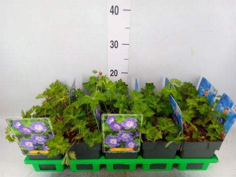 Geranium ROZANNE