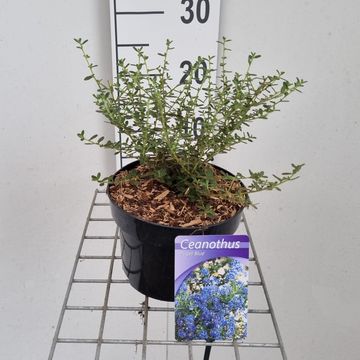 Ceanothus 'Concha'