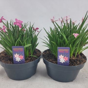 Rhodohypoxis TWINKLE STARS MIX