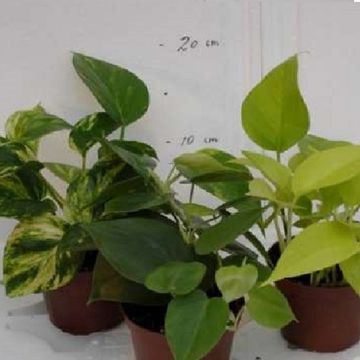 Φυτά εσωτερικού χώρου MIX