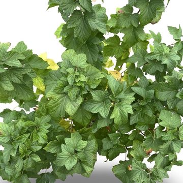 Ribes nigrum 'Titania'