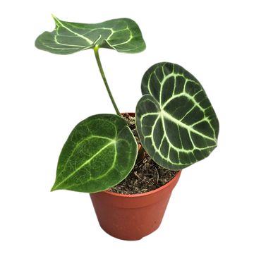 Anthurium 'King of Clarinervium Sulanjana'