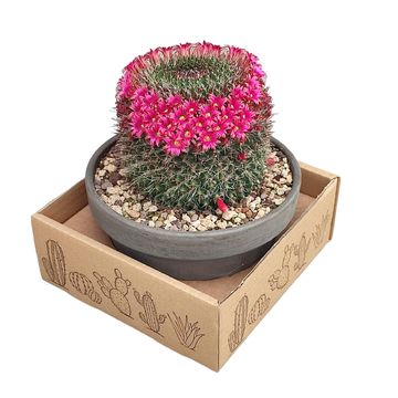 Mammillaria mystax