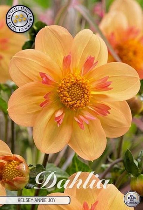 Dahlia 'Kelsey Annie Joy'