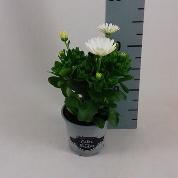 Osteospermum FLOWERPOWER CREME WHITE