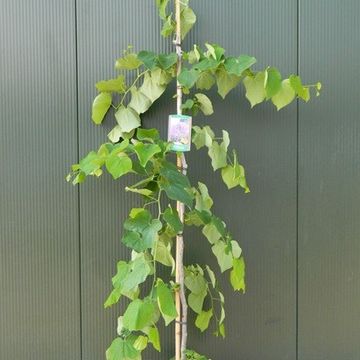 Cercis canadensis LAVENDER TWIST