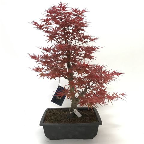 Acer palmatum 'Seigai'